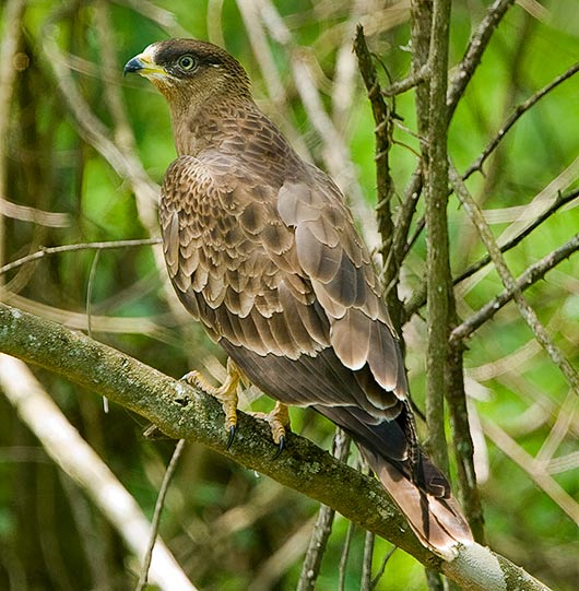 European Honey Buzzard